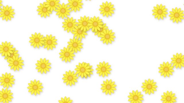 Animated Yellow Daisy Flowers Falling Downward on a White Background