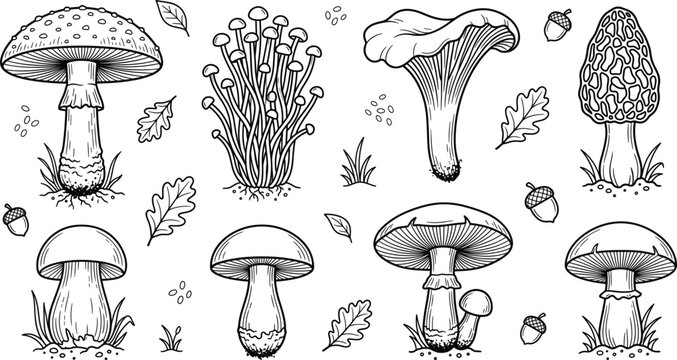 Forest mushroom vector line art illustration set featuring amanita chanterelle morel porcini fungus species and autumn elements