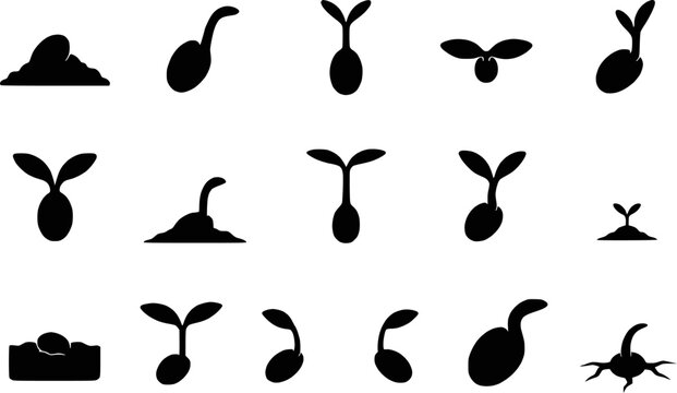 Seed sprout growth silhouette set showing seedling stages and germination clip art