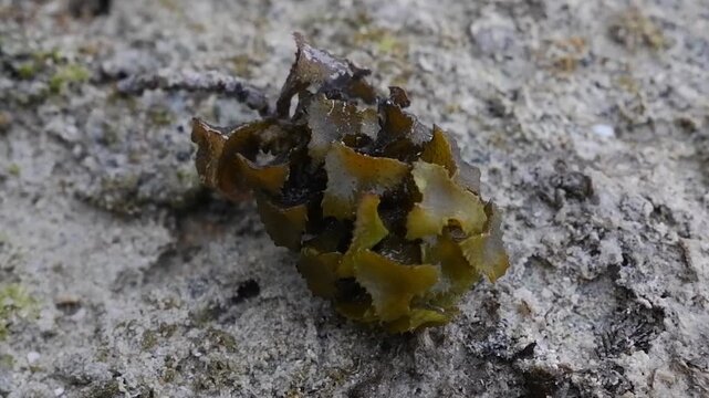 Close-Up of Brown Seaweed on Coastal Rock