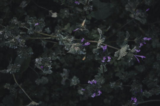 Horizontal View of Tiny Purple Henbit Deadnettle Flowers Blooming in Dark Lawn
