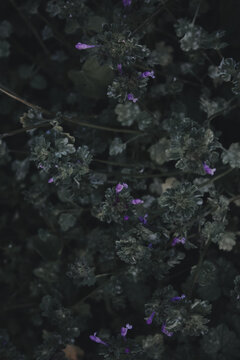 Tiny Purple Henbit Deadnettle Flowers Blooming in Dark Green Ground Cover