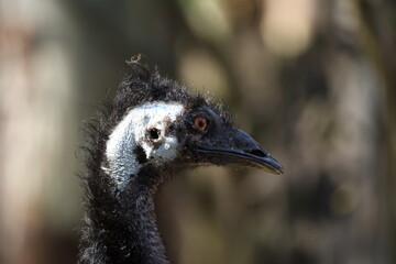 Close Up Profile Portrait of an Australian Emu in Natural Light © blueringmedia