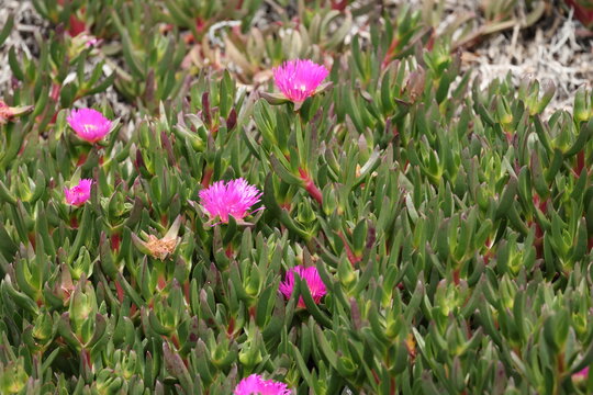 Vibrant Pink Pigface Succulent Flowers Blooming in a Coastal Garden
