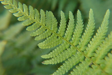 Fern leaf closeup © Jackson