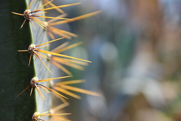 Close up of sharp cactus spines © 철 김