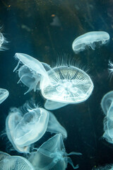 Moon jellyfish floating in a dark aquarium with translucent glowing bodies © Kimsk6436