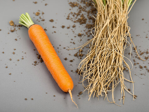 Taproot vs fibrous root comparison. Botanical study of plant parts and root systems.