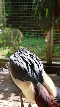 the vibrant black feathers of grey crowned crane, grey crowned crane deep preening its right wings feather in the cage in zoo