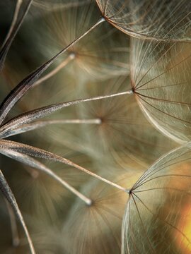Macro close-up of salsify or goat's beard seed heads.