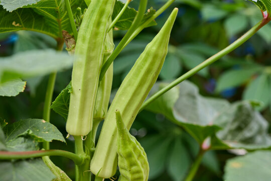 Okra Pods Growing on Plant in Vegetable Garden