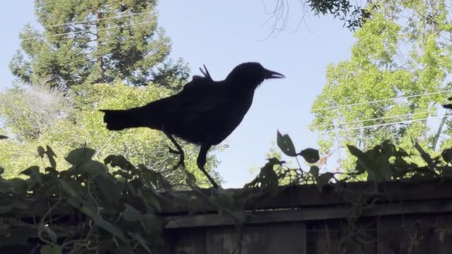 Juvenile crow begs from parent, then feeds himself	
