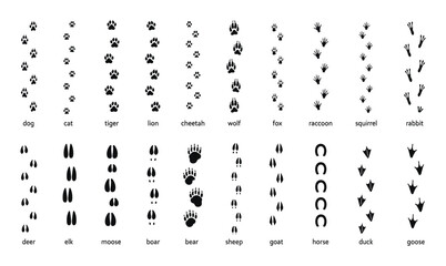 Obraz premium Animals footprint tracks. Paw prints, feet and claws eagle, raccoon and fox, deer and frog, duck and elephant penguin and chicken horse, hedgehog bear sheep cat dog stamp. Black foot trace vector set.