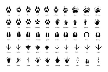 Fototapeta premium Animal footprints. Wild, domestic pet paw prints, feet and claws imprint. Cat, dog and bear, raccoon and turtle, pigeon and lizard, pig black foot stamps. Fox and elephant, wolf and koala vector set