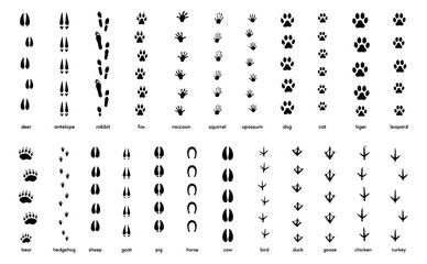 Obraz premium Animals footprint tracks. Paw prints, feet and claws eagle, raccoon and fox, deer and frog, duck and elephant penguin and chicken horse, hedgehog bear sheep cat dog stamp. Black foot trace vector set.