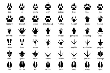 Fototapeta premium Animal footprints. Wild, domestic pet paw prints, feet and claws imprint. Cat, dog and bear, raccoon and turtle, pigeon and lizard, pig black foot stamps. Fox and elephant, wolf and koala vector set