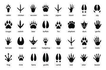 Fototapeta premium Animal footprints. Wild, domestic pet paw prints, feet and claws imprint. Cat, dog and bear, raccoon and turtle, pigeon and lizard, pig black foot stamps. Fox and elephant, wolf and koala vector set