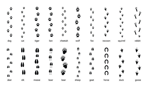 Animals footprint tracks. Paw prints, feet and claws eagle, raccoon and fox, deer and frog, duck and elephant penguin and chicken horse, hedgehog bear sheep cat dog stamp. Black foot trace vector set.