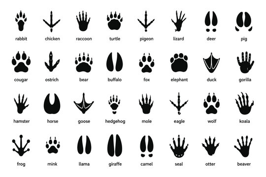 Animal footprints. Wild, domestic pet paw prints, feet and claws imprint. Cat, dog and bear, raccoon and turtle, pigeon and lizard, pig black foot stamps. Fox and elephant, wolf and koala vector set