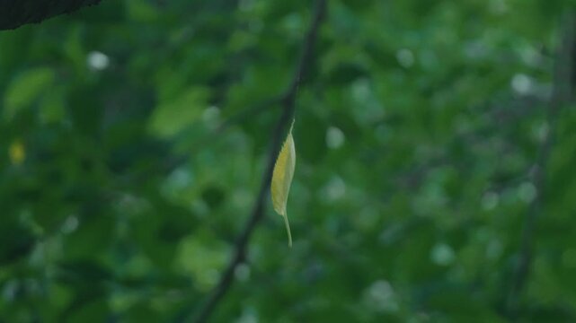 A leaf tangled in a spider web