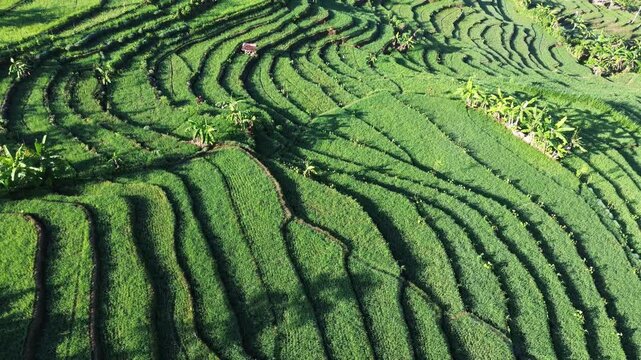 Aerial view captures lush green terraces
