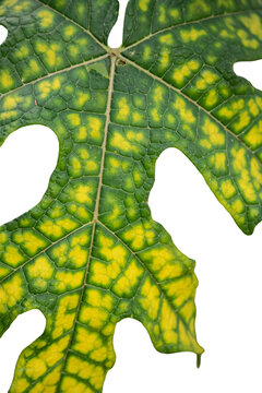 The mountain papaya leaves look detailed, the leaf veins form a star pattern and the composition of the green and yellow colors is contrasting and bright with a transparent background.