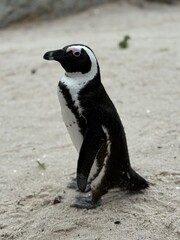 Obraz premium Penguin