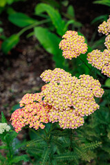 Achilea millefolium apricot delight flowers blooming vibrantly in the summer garden. © billyfam