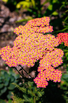 Achilea millefolium apricot delight flowers blooming vibrantly in the summer garden.