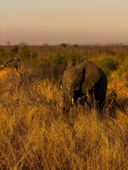 Elephants © Susana