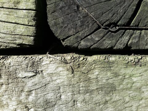 Strong Contrast Wood Vector