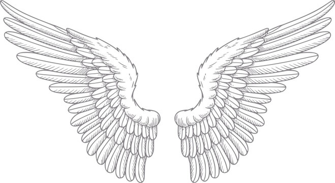 Dibujo a mano detallado de alas de &aacute;ngel extendidas aisladas sobre un fondo blanco liso