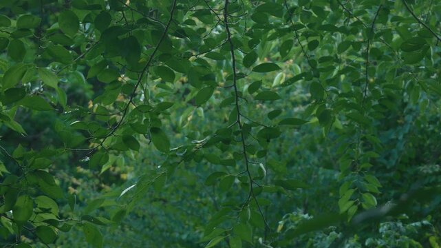 Deep green broadleaf forest