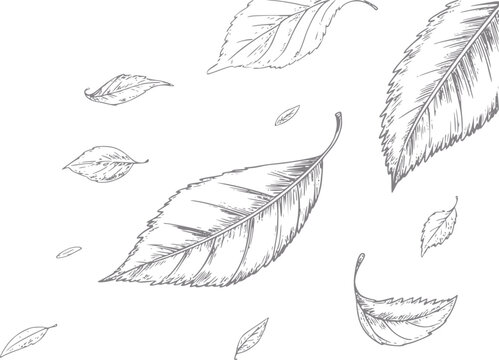 Dibujo a mano de hojas de oto&ntilde;o cayendo aislado sobre un fondo blanco limpio para la temporada
