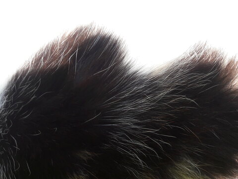Cat Fur