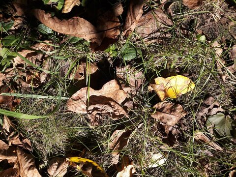 Autumn Leafs Ground