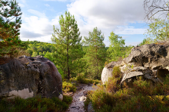 The Rouget Mount in fontainebleau forest