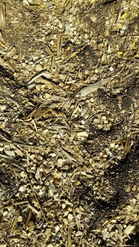 Cut Dry Corn Plants