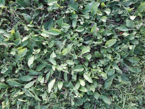Green Grass Ground
