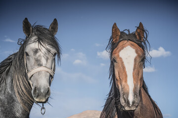 Portrait of a horse outdoors in the evening in the rays of the setting sun, a horse's gaze during a walk, a close-up portrait of the animal © Denis