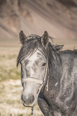 Portrait of a horse outdoors in the evening in the rays of the setting sun, a horse's gaze during a walk, a close-up portrait of the animal © Denis