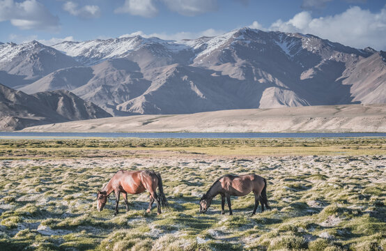 Horses grazing in a grassy mountain valley at sunset, against a backdrop of a mountain range with snow and glaciers, livestock grazing in the Pamir Mountains