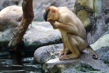 Young monkey sits on a rock near water, looking down thoughtfully © Діма Осташук
