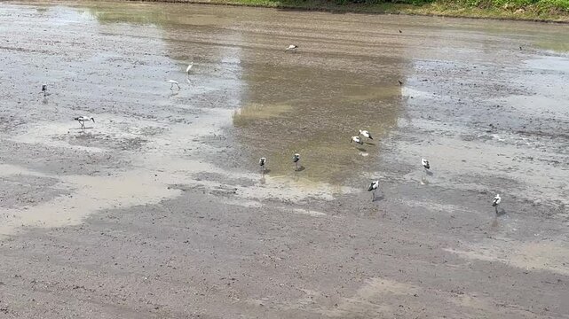 Many egret birds is around the mud field landscape , in Thailand , video.