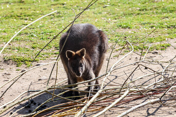 A wallaby stands on the ground surrounded by dry branches and green grass © Діма Осташук