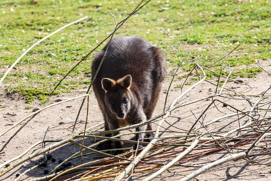 A wallaby stands on the ground surrounded by dry branches and green grass