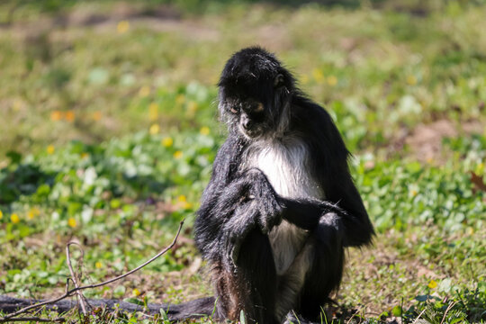 A black-handed spider monkey sits thoughtfully on the grassy ground