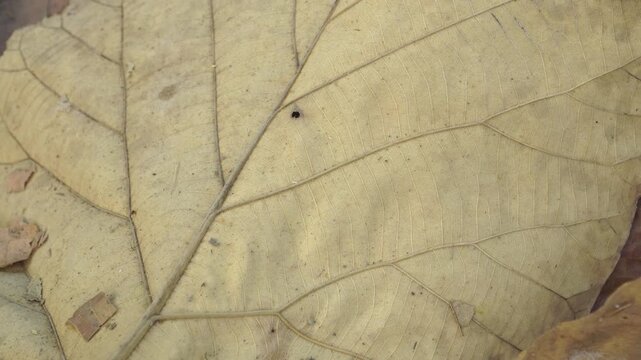 Extreme macro detail of a dry teak leaf texture during a severe drought in a Southeast Asian forest. Concept of global warming, ecological impact, and environmental crisis on nature.