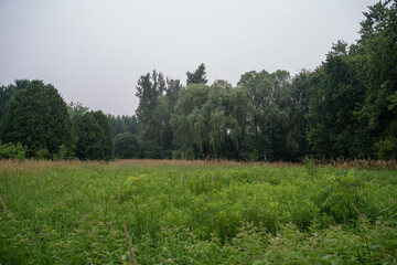 Fototapeta premium Landscape with mature trees at University of Guelph Arboretum.