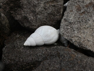 Sun-bleached empty snail shell resting among rough rocks in a rural yard in Java, Indonesia. Natural weathering transformed the shell from brown to white, highlighting texture and resilience. © Ismoyojati kla10